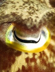 The Eye: Nikon D100 two strobo , 60 macro. Take in Silade... by Marchione Giacomo 